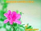 ֹ,󷨵ӹ編ִʦ𻪵(18)