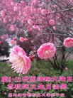 法轮功,黑龙江大法弟子恭贺世界法轮大法日暨师尊华诞(22条)