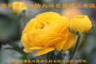 法轮功,湖南大法弟子恭贺世界法轮大法日暨师尊华诞(24条)
