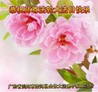 法轮功,广东大法弟子恭贺世界法轮大法日暨师尊华诞(26条)