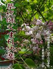 ֹ,żҿڴ󷨵ӹ編ִʦ𻪵(19)