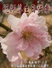 ֹ,ӱ󷨵ӹ編ִʦ𻪵(20)