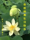 法轮功,青岛大法弟子恭贺世界法轮大法日暨师尊华诞(21条)