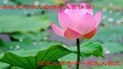 ֹ,ӱ󷨵ӹ編ִʦ𻪵(27)