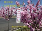 法轮功,黑龙江大法弟子恭贺世界法轮大法日暨师尊华诞(21条)