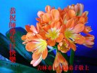 ֹ,д󷨵ӹ編ִʦ𻪵(21)