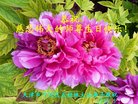 ֹ,󷨵ӹ編ִʦ𻪵(26)