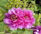 ֹ,󷨵ӹ編ִʦ𻪵(24)
