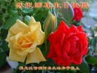 ֹ,󷨵ӹ編ִʦ𻪵(27)