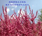 法轮功,哈尔滨大法弟子恭贺世界法轮大法日暨师尊华诞(22条)