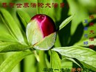 ֹ,մ󷨵ӹ編ִʦ𻪵(21)