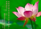 法轮功,重庆大法弟子恭祝师尊中秋好(18条)
