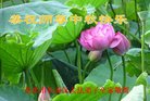 法轮功,重庆大法弟子恭祝师尊中秋好(22条)