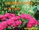 法轮功,云南大法弟子恭祝师尊中秋好(19条)