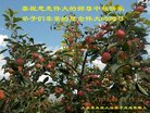 法轮功,大庆大法弟子恭祝师尊中秋好(18条)