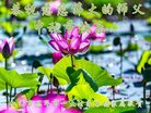ֹ,㶫󷨵ӹףʦ(22)