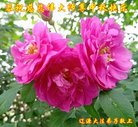 ֹ,ʡ󷨵ӹףʦ(23)