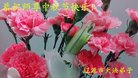 ֹ,ʡ󷨵ӹףʦ(20)