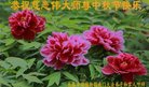 ֹ,󷨵ӹףʦ(20)