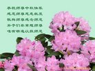 ֹ,󷨵ӹףʦ(18)
