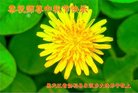 法轮功,黑龙江大法弟子恭祝师尊中秋好(12条)
