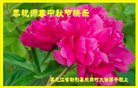 法轮功,黑龙江大法弟子恭祝师尊中秋好(18条)