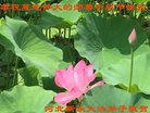 法轮功,石家庄大法弟子恭祝师尊中秋好(20条)