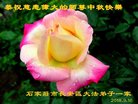 法轮功,石家庄大法弟子恭祝师尊中秋好(20条)