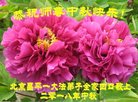 法轮功,北京大法弟子恭祝师尊中秋好(20条)