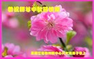 法轮功,黑龙江大法弟子恭祝师尊中秋好(19条)