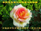 ֹ,ʯׯ󷨵ӹףʦ(25)