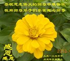 ֹ,󷨵ӹףʦ(19)
