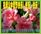 ֹ,󷨵ӹףʦ(19)