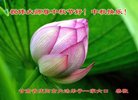 ֹ,󷨵ӹףʦ(19)