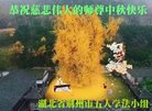ֹ,󷨵ӹףʦ(19)