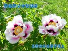 ֹ,󷨵ӹףʦ(19)