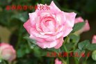 ֹ,󷨵ӹףʦ(18)