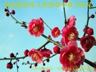 法轮功,山东大法弟子恭祝师尊中秋好(24条)