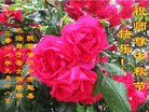 法轮功,陕西大法弟子恭祝师尊中秋好(19条)
