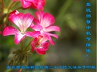 ֹ,ൺ󷨵ӹףʦ(23)
