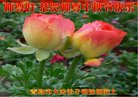ֹ,ൺ󷨵ӹףʦ(23)