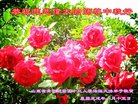 ֹ,ൺ󷨵ӹףʦ(19)