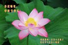 法轮功,郑州大法弟子恭祝师尊中秋好(21条)