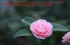 法轮功,保定大法弟子恭祝师尊中秋好(23条)