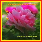 ֹ,ӱ󷨵ӹףʦ(24)