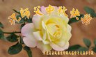 ֹ,żҿڴ󷨵ӹףʦ(19)