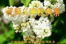 法轮功,张家口大法弟子恭祝师尊中秋好(19条)