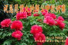 ֹ,󷨵ӹףʦ(20)
