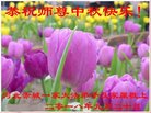 ֹ,żҿڴ󷨵ӹףʦ(24)
