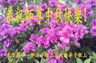 ֹ,󷨵ӹףʦ(25)